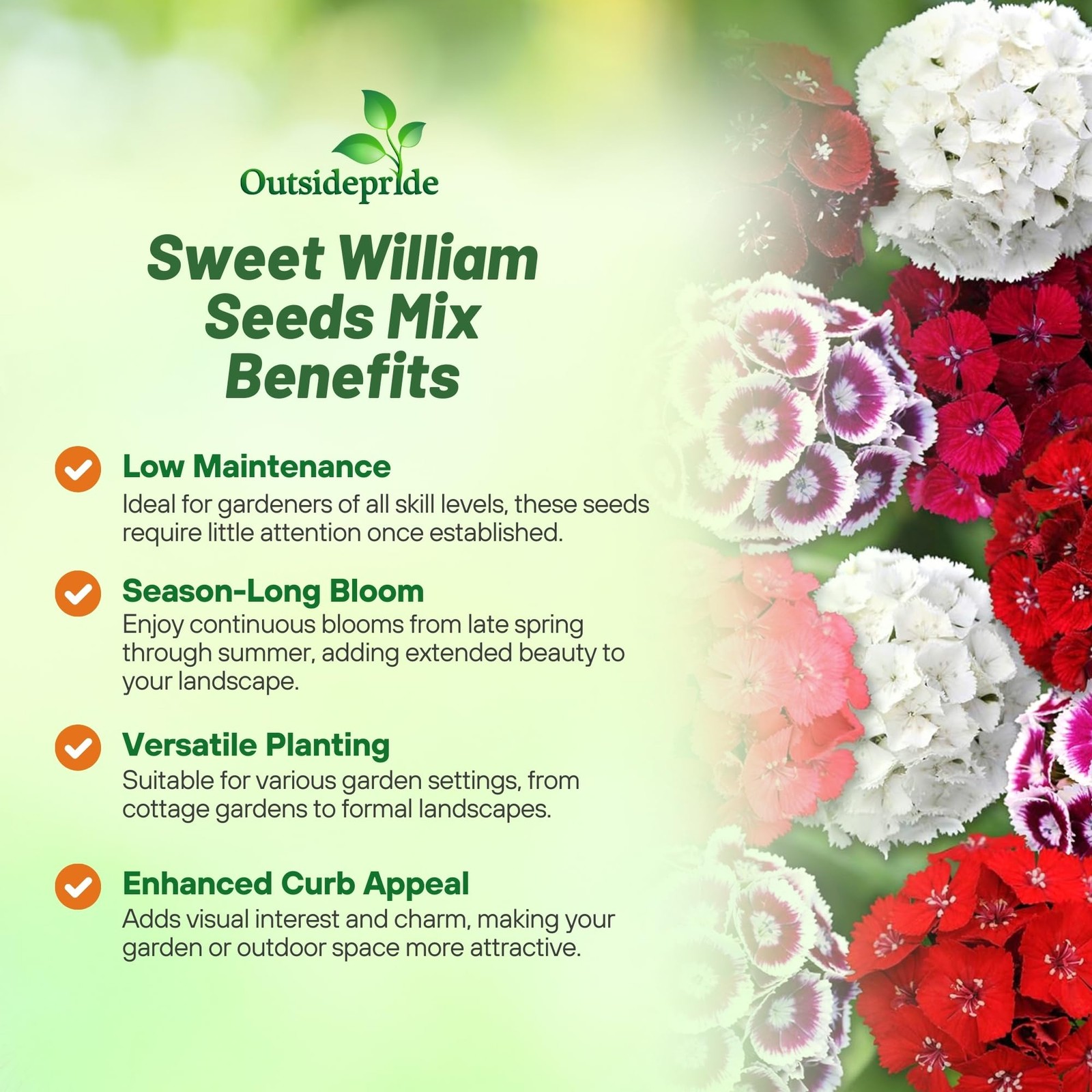 Sweet William Dianthus Seeds – 1 Lb. Perennial, Winter Hardy Wildflower Seeds…