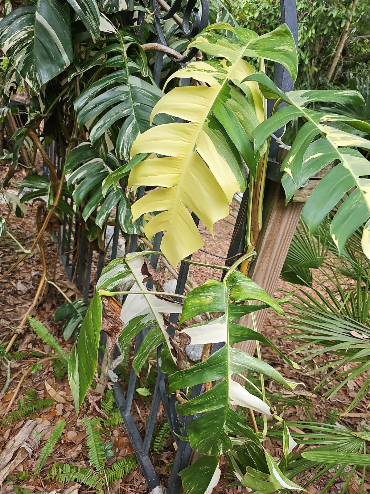 XXL MATURE Epipremnum Pinnatum Albo Variegated Fully Rooted Live Plant