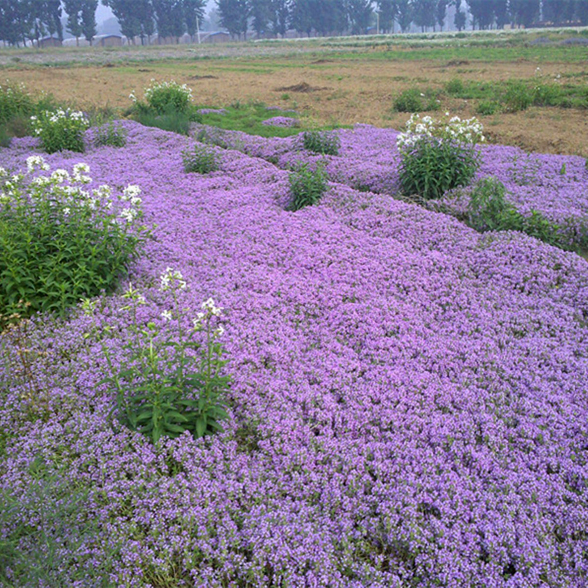 Creeping THYME Seeds BULK Thymus Serpyllum Groundcover Heirloom Native Herb LOT