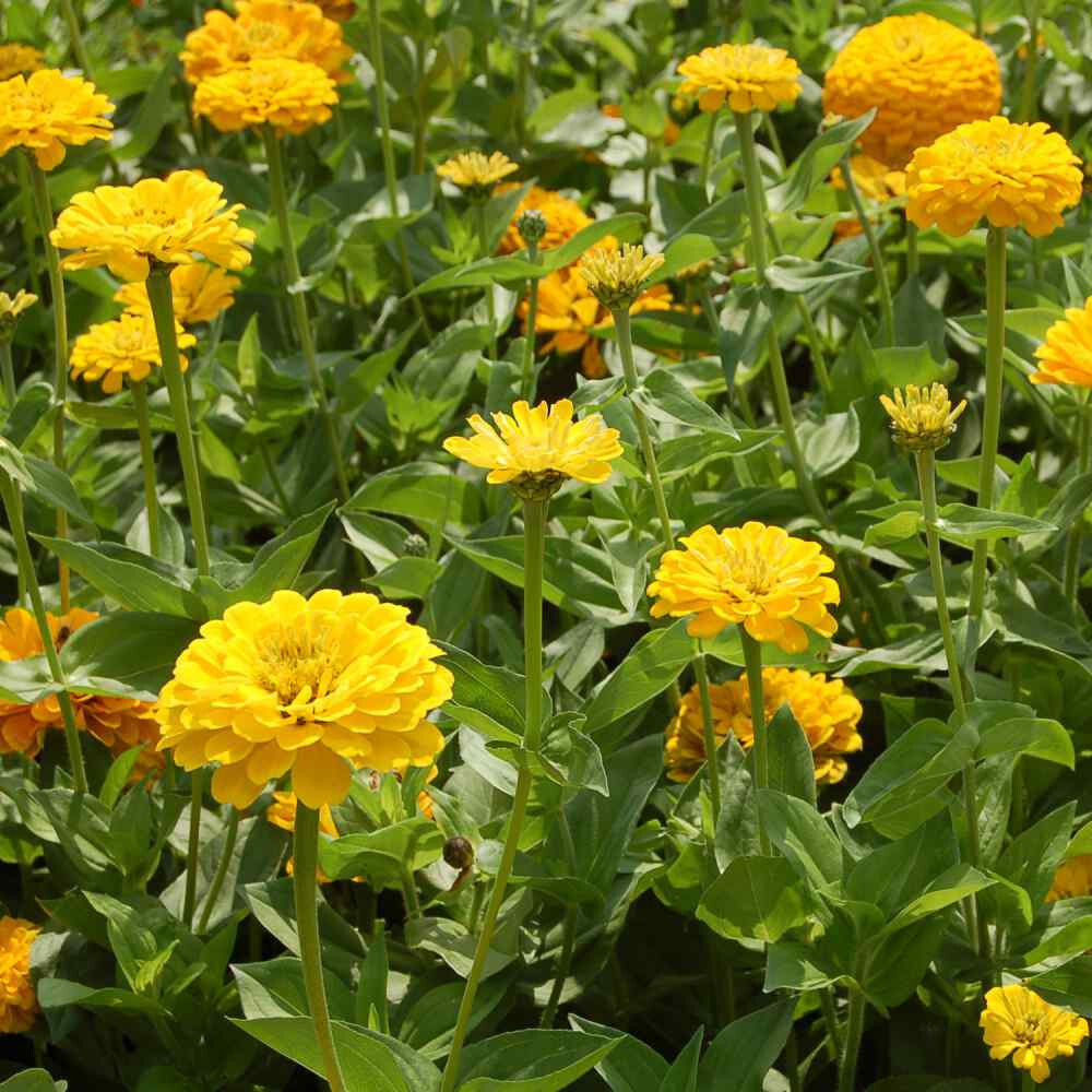 250+ CANARY BIRD ZINNIA SEEDS NON – GMO FRESH FOR YOUR FLOWER GARDENS