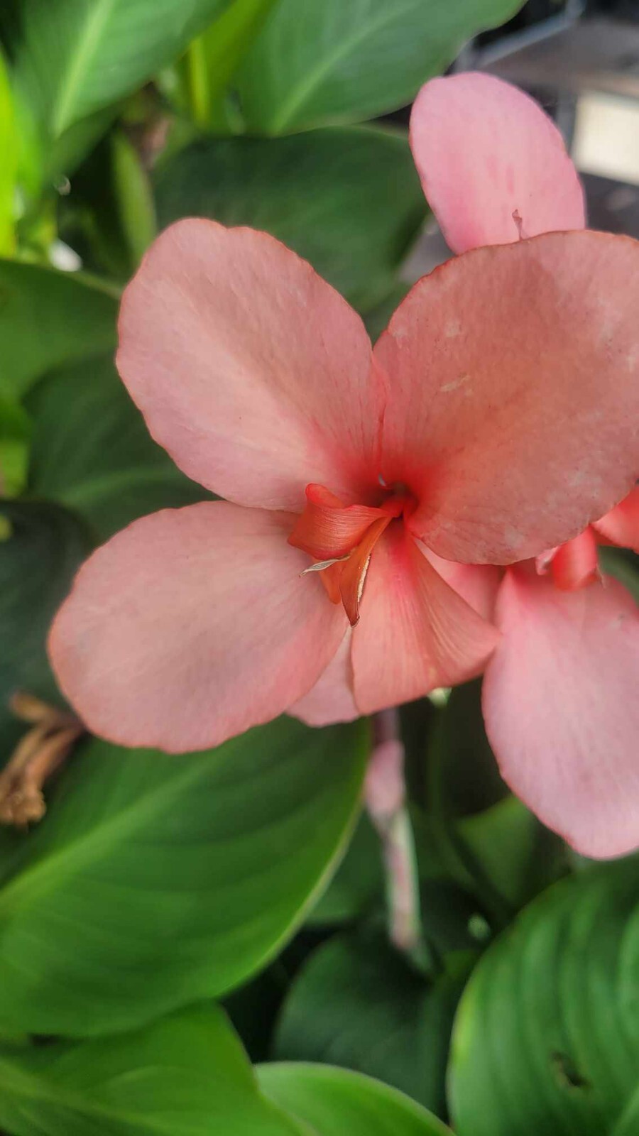 Canna Cannova Rose Dwarf Pink Canna Lily Live Rhizome Plant Tropical Flower 4″Po