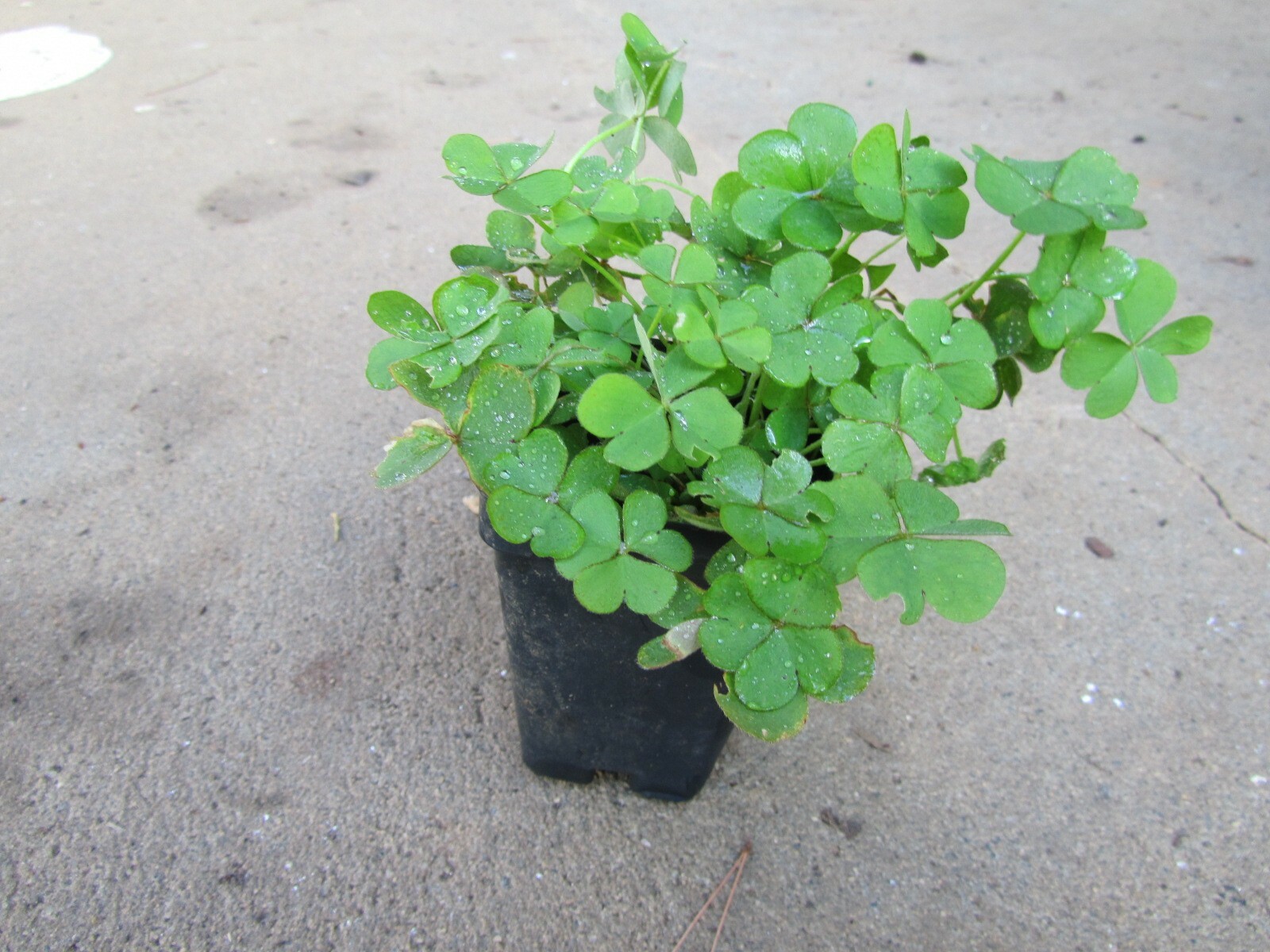 3 plants Pink Oxalis Wood Sorrel Fresh Ready To Plant