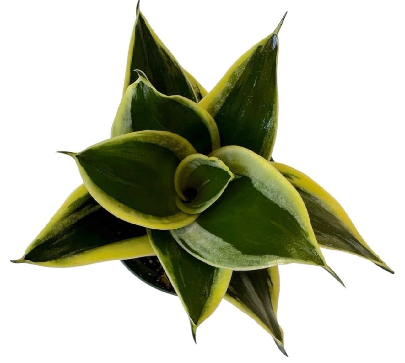 Black Gold Snakeplant, Green and Yellow Snake Plant in 4in pot Sansevieria
