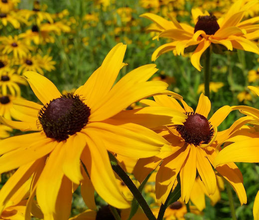 BLACK EYED SUSAN Rudbeckia Hirta – 20,000 Bulk Seeds