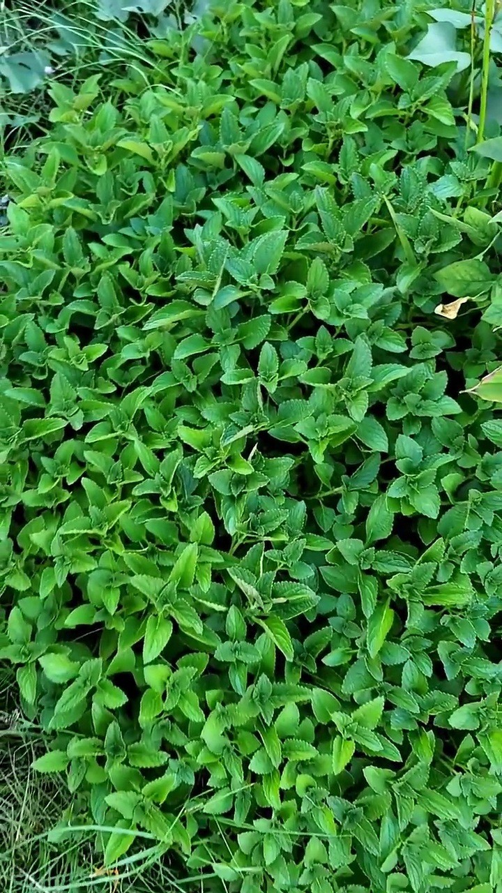 2x African Potato Mint Plants – Well-Rooted | Beyond Organic
