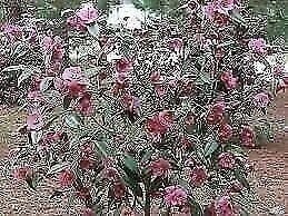 Camellia Kaniiro | 3 Gallon | Camellia japonica | Winter Blooms | Shade Tolerant