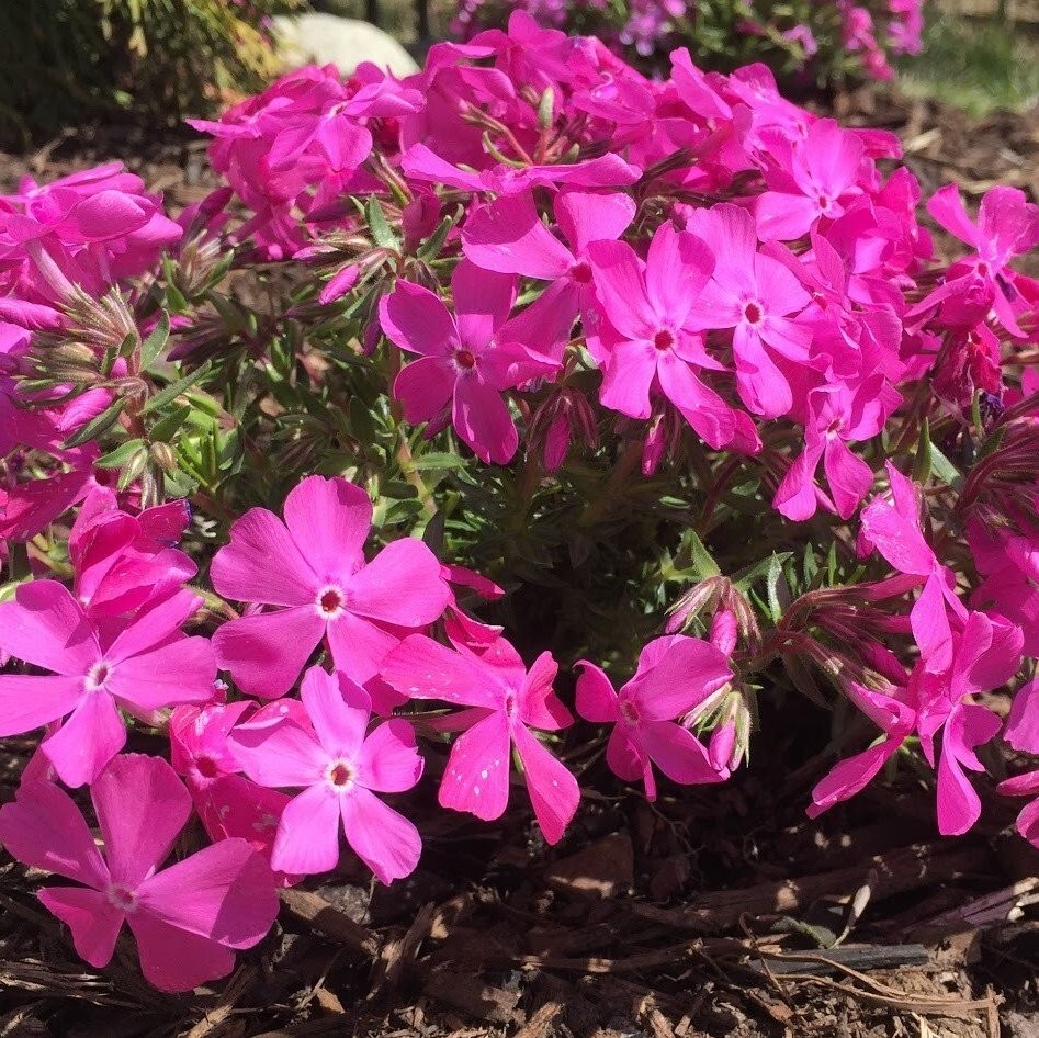 Creeping Phlox Perennial Subulata Moss Phlox Bare Root Live Plant Outdoor Garden