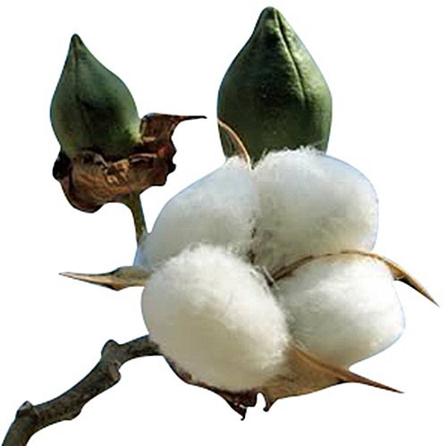20 PCS Cotton Plant Seeds GOSS. HIRSUTUM Garden Outdoor Home Yard Planting