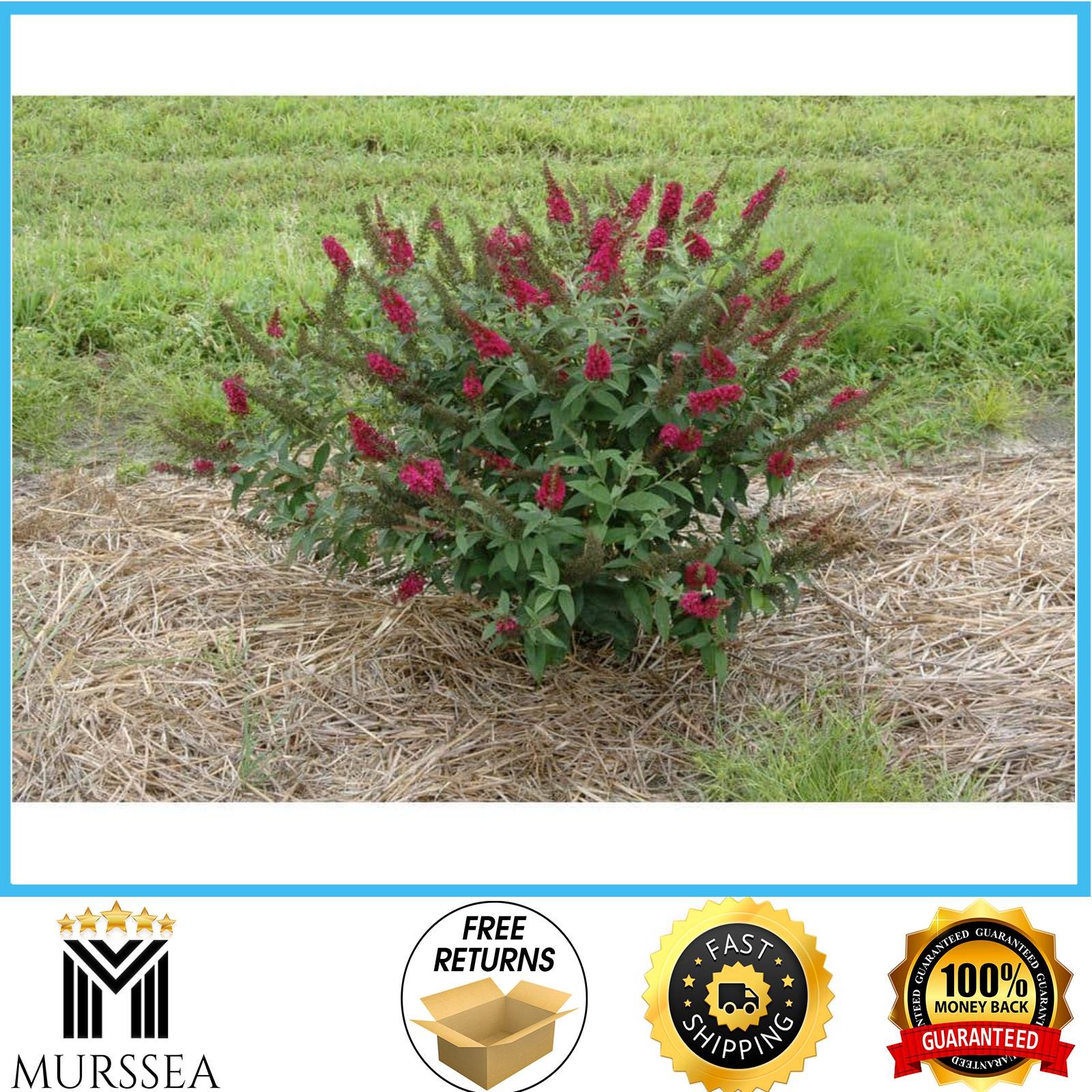 4.5 In. Qt. Miss Molly Butterfly Bush Buddleia Live Shrub Deep Pink Flowers New