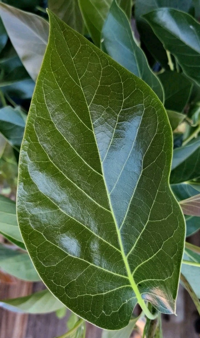 Avocado *50pcs Organic Fresh Leaves @Door Pick Up *Pick Fresh On Your Order Day