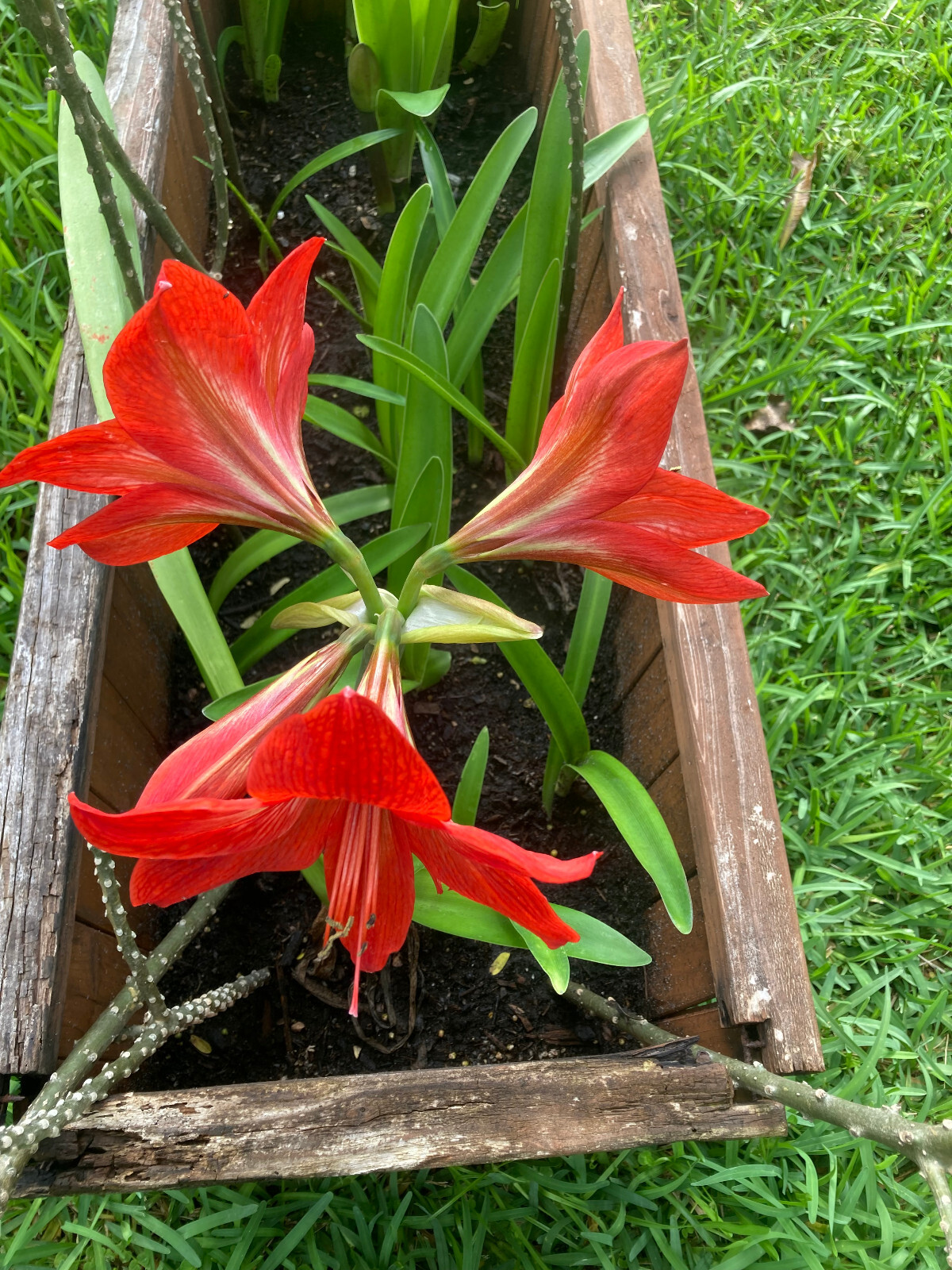 Two 1-2 inch Amaryllis bare root bulbs. Dug up immediately prior to shipping.