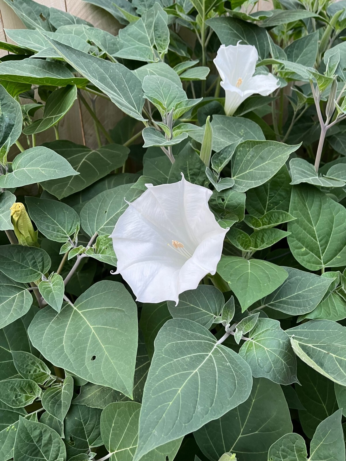 Moonflower 50+ Seeds WHITE Fragrant Bush Organic Moon flower Datura Trumpet