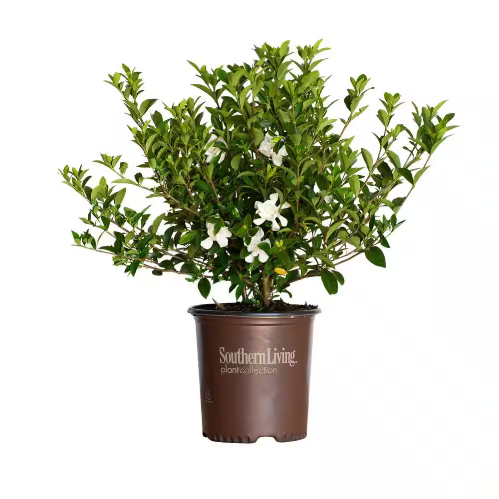 2 Gal. Jubilation Gardenia, Live Evergreen Shrub, White Fragrant Blooms
