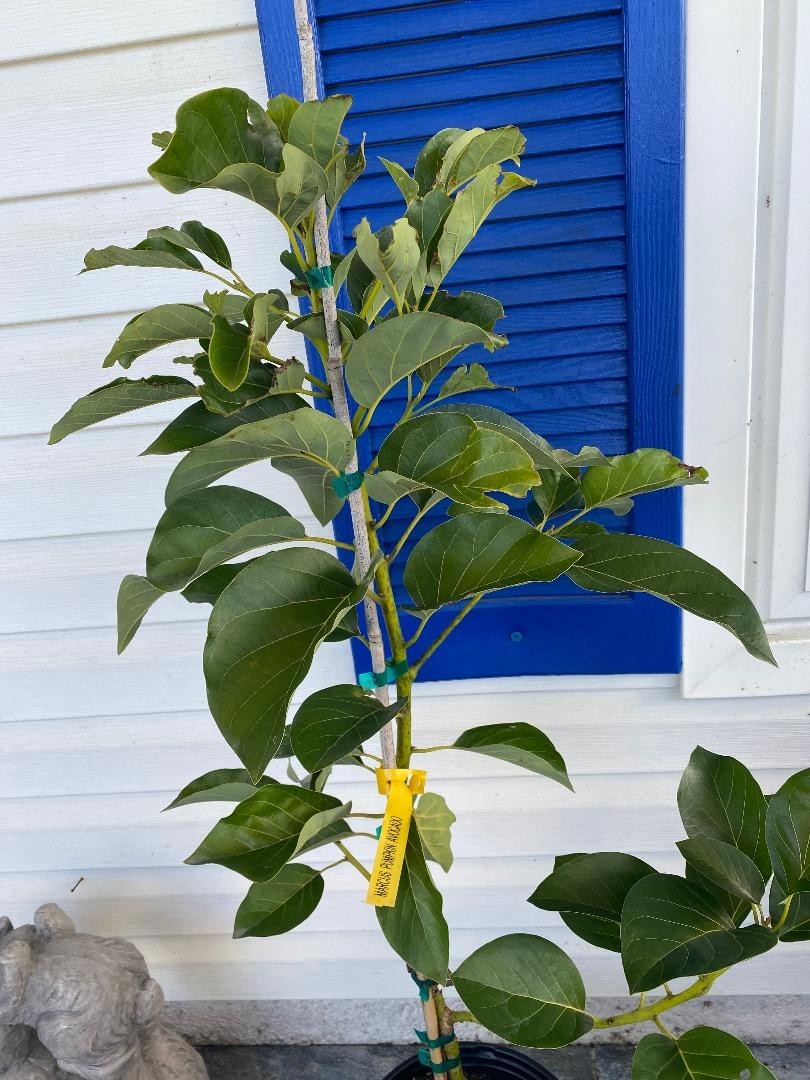 GRAFTED MARCUS PUMPKIN AVOCADO TREE (PERSEA AMERICANA 1-GAL PLASTIC NURSERY POT