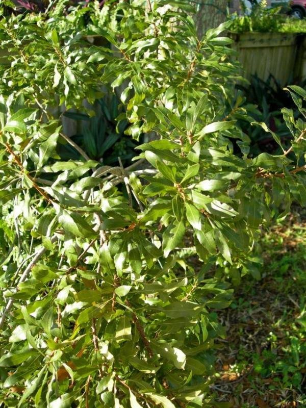 WAX MYRTLE SOUTHERN Myrica Cerifera – 25+ SEEDS