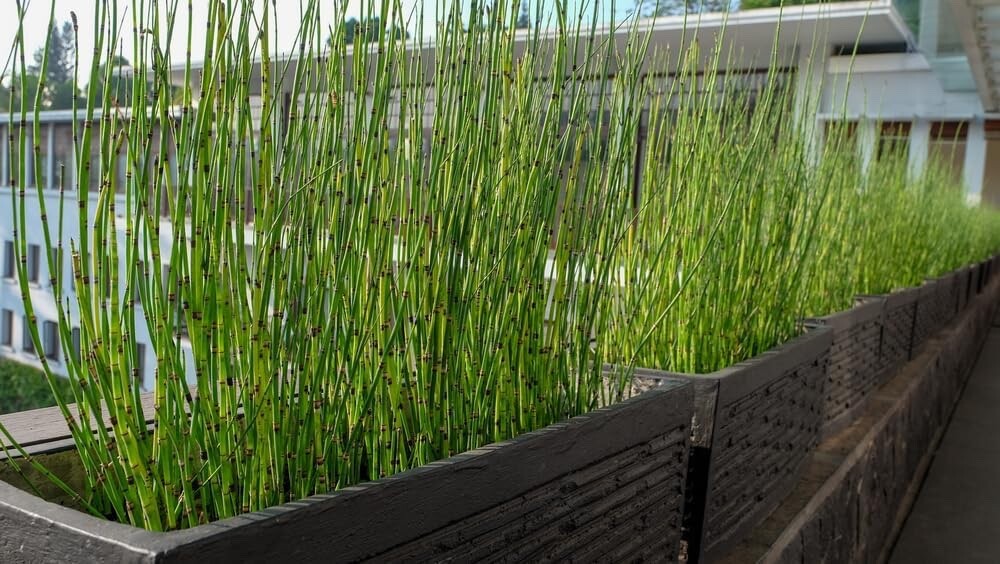 Dwarf Bamboo Plant Cuttings to Grow – Equisetum – Horsetail Water Plant