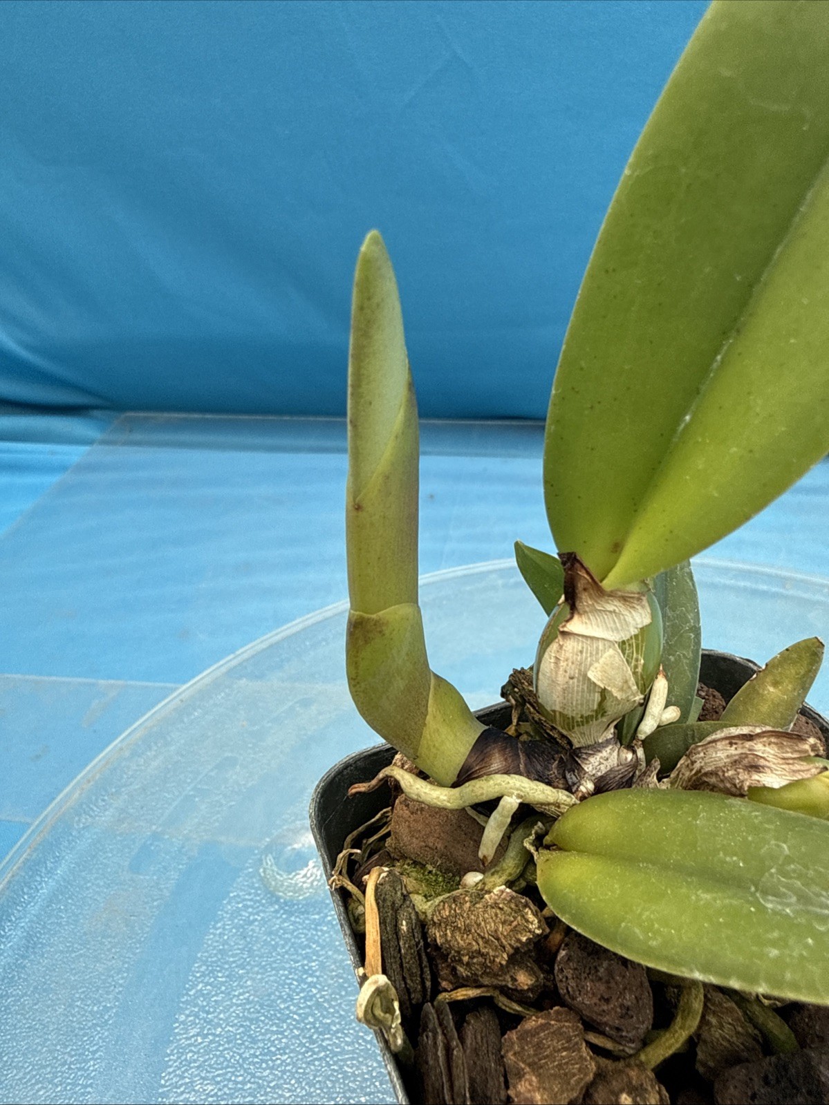 Cattleya trianae Coerulea ‘Orchid Eros’ AM/AOS X Coerulea Orchid Species 4” Pot