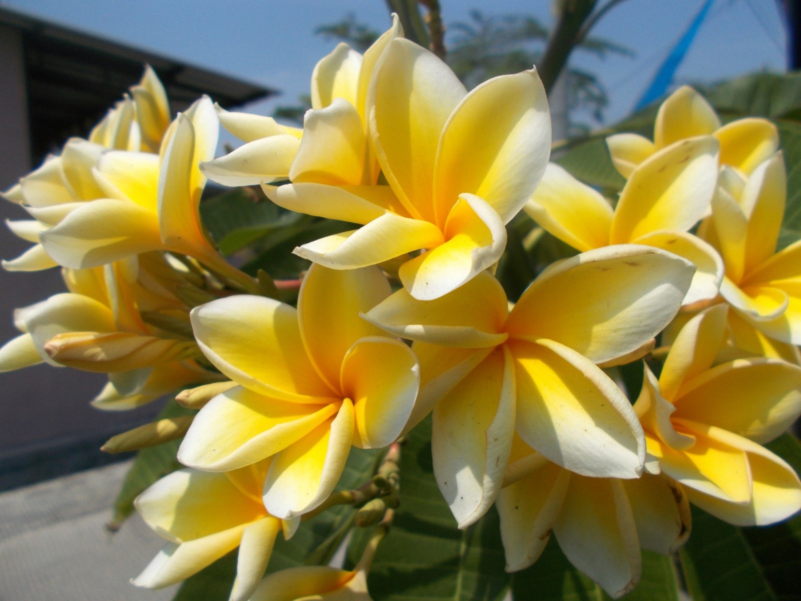 Plumeria Plant Live Cutting – YELLOW – Hawaiian Tropical Indoor Outdoor Plant