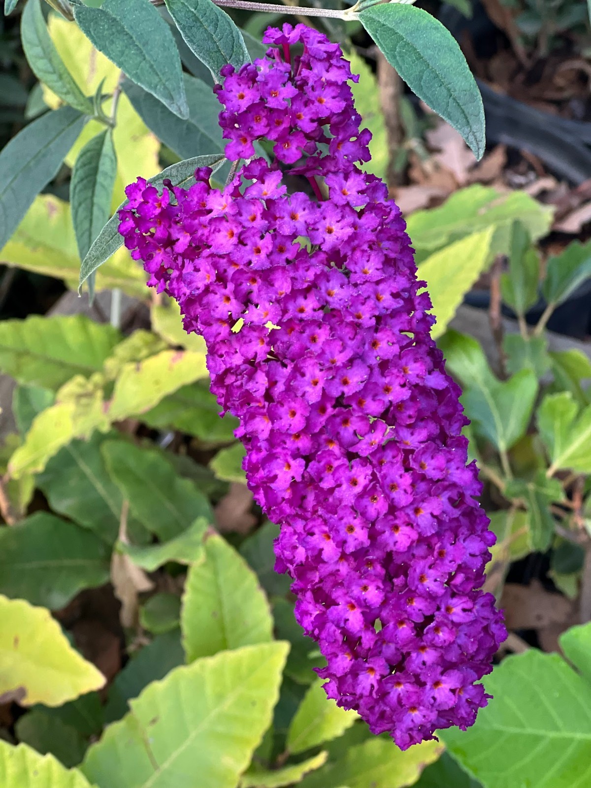Butterfly bush cuttings X 10, roots easy – ‘violet’ color