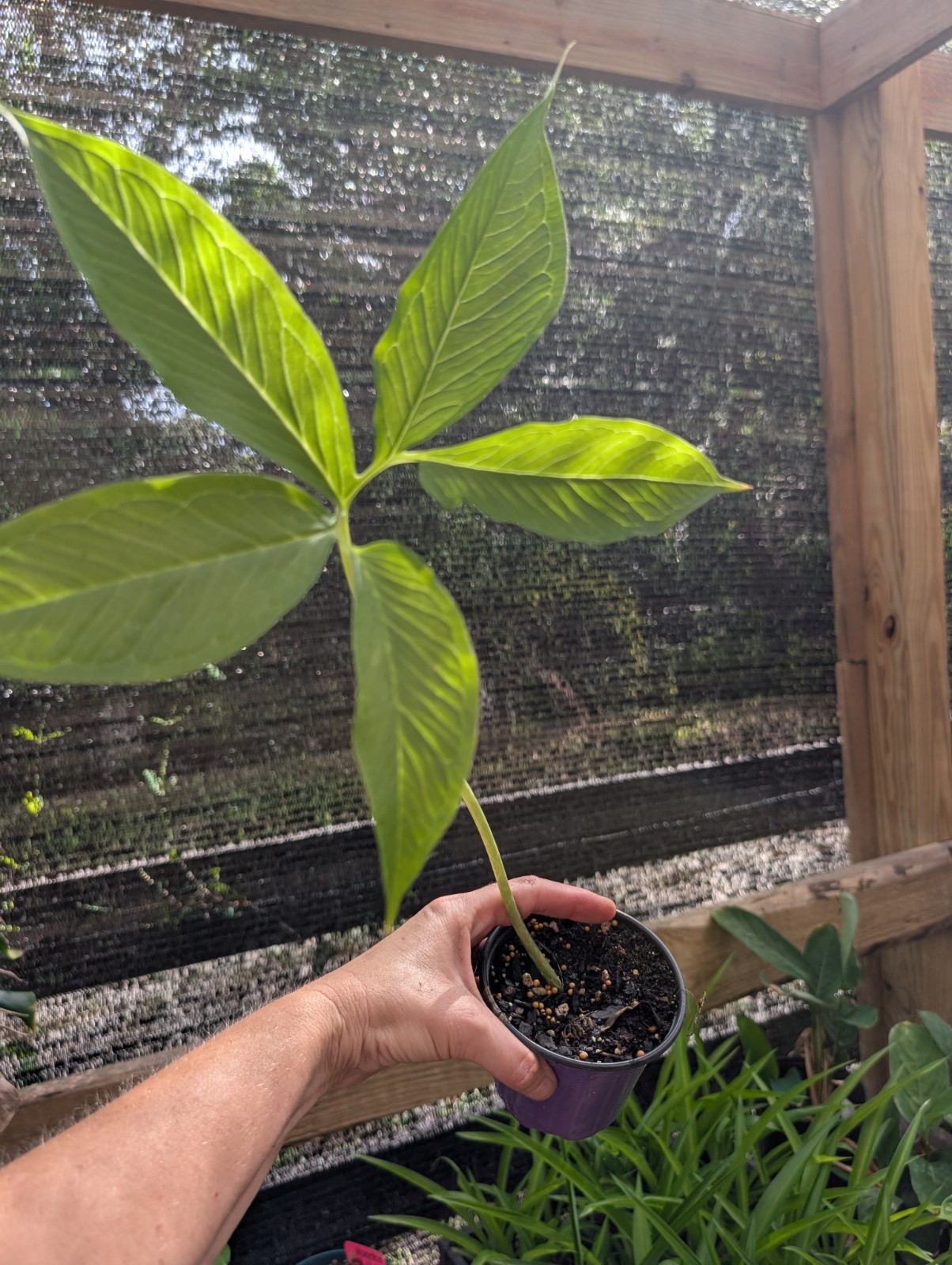 3 x Rooted VOODOO LILY Live Plants Sauromatum Venosum morphophallus arum Plant