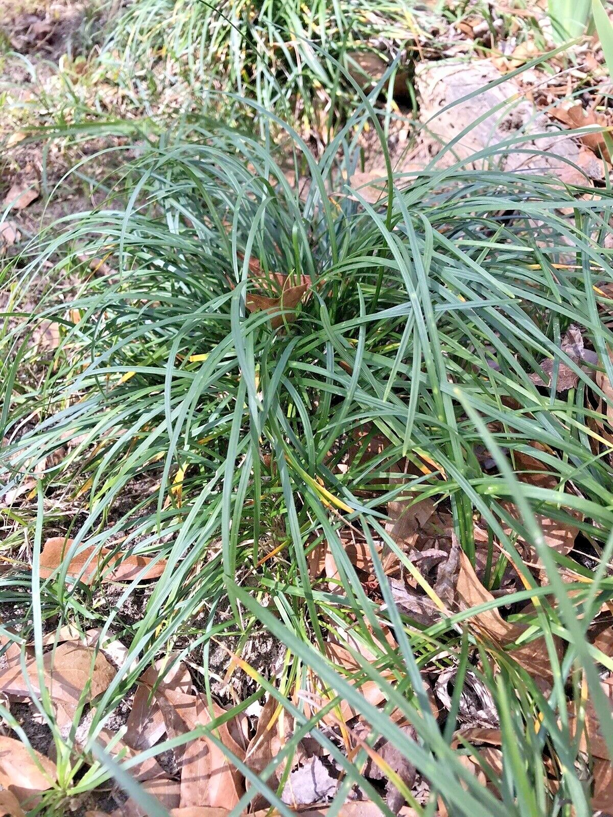 50 Plugs Pips Mondo Grass Ground Cover or Border Live Starter Plants Bare Root