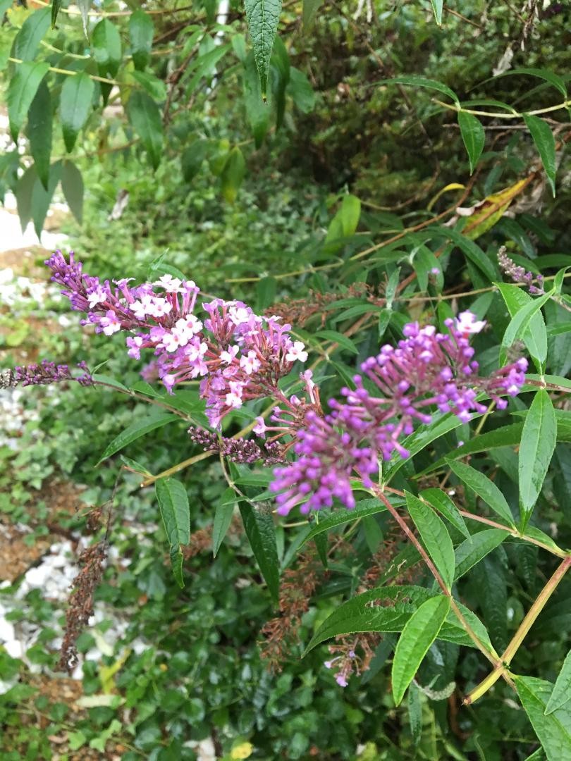 500 + Seeds Pretty n’ PINK Butterfly Budhelia Bush Perennial USA Seller