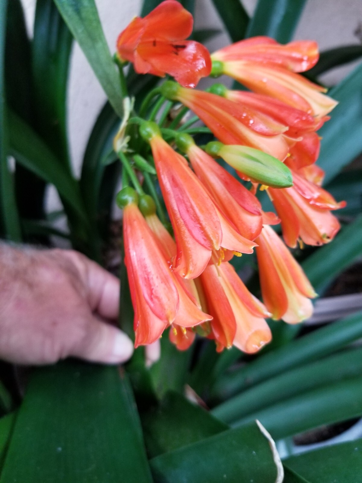 6 Mixed Clivia 3 leaf seedlings