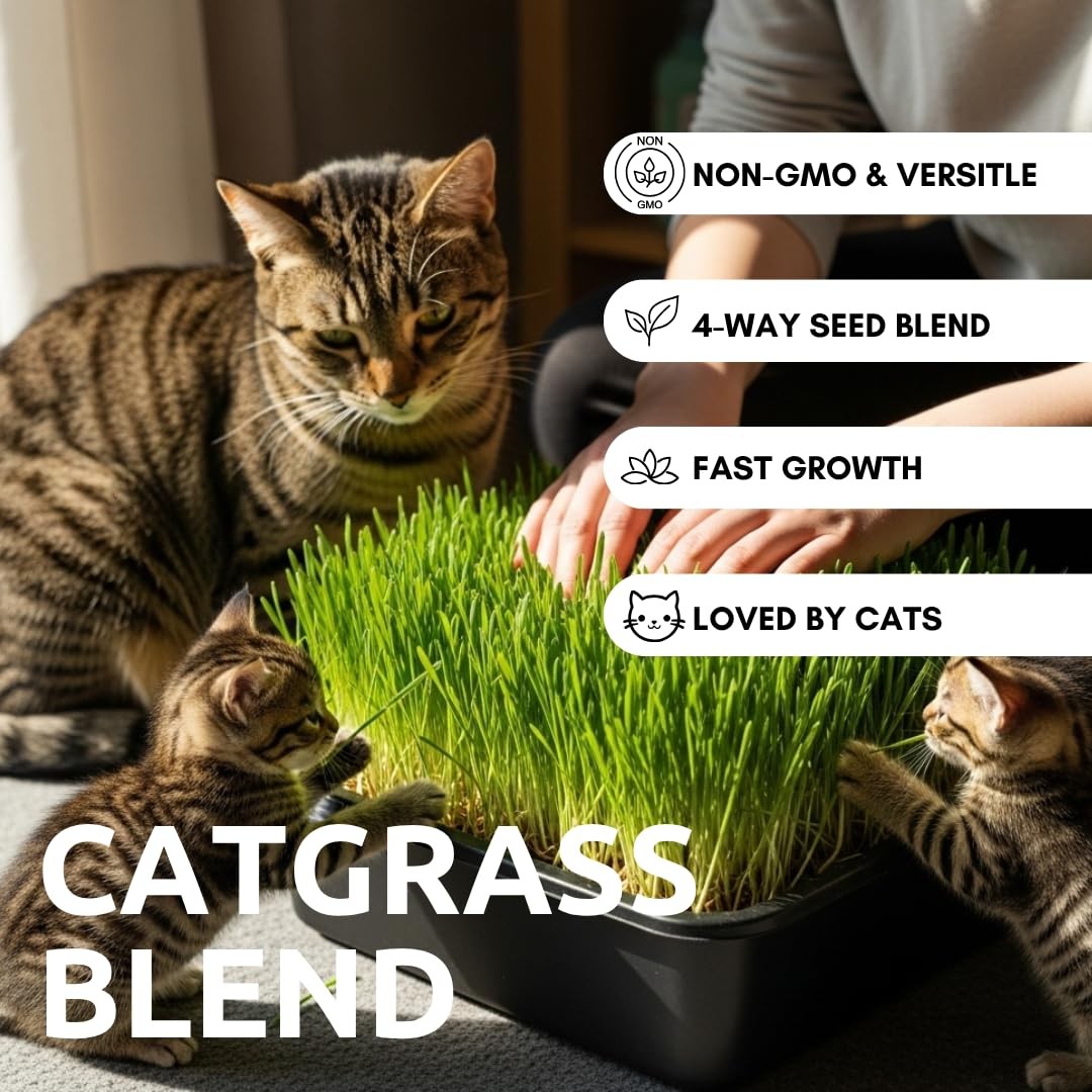 Cz Grain Cat Grass Seeds For Growing 4 Way Blend Rye Wheat Oats And Barley Made