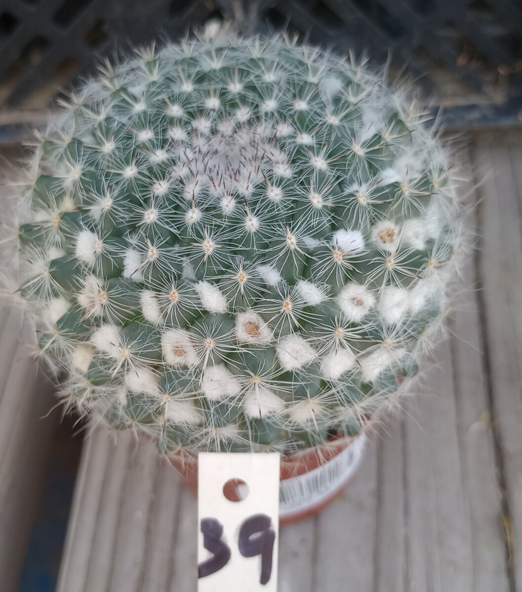 Mammillaria hahniana Snowball Pincushion Cactus Pink Flowers 39