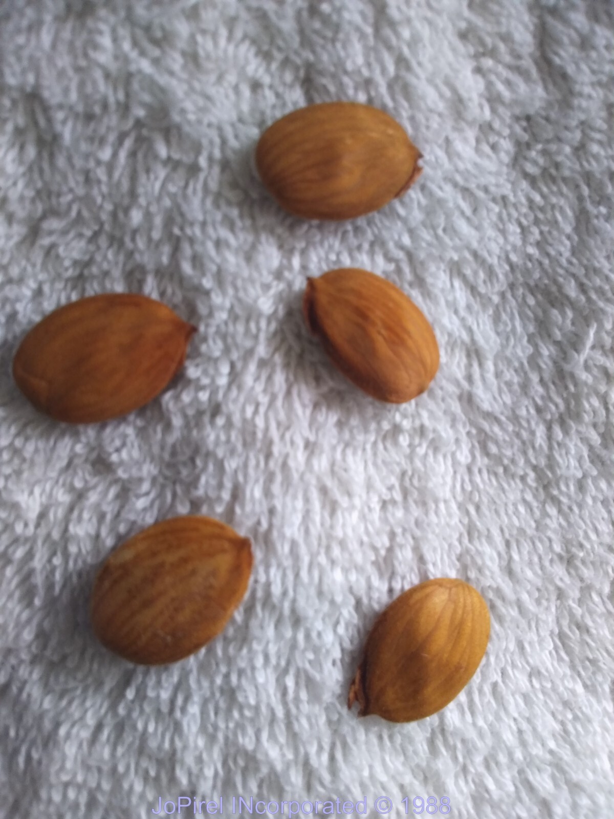 (5) Seeds from Live 15ft Elberta Peach Tree harvest 08/2025 save $$$ no tracking