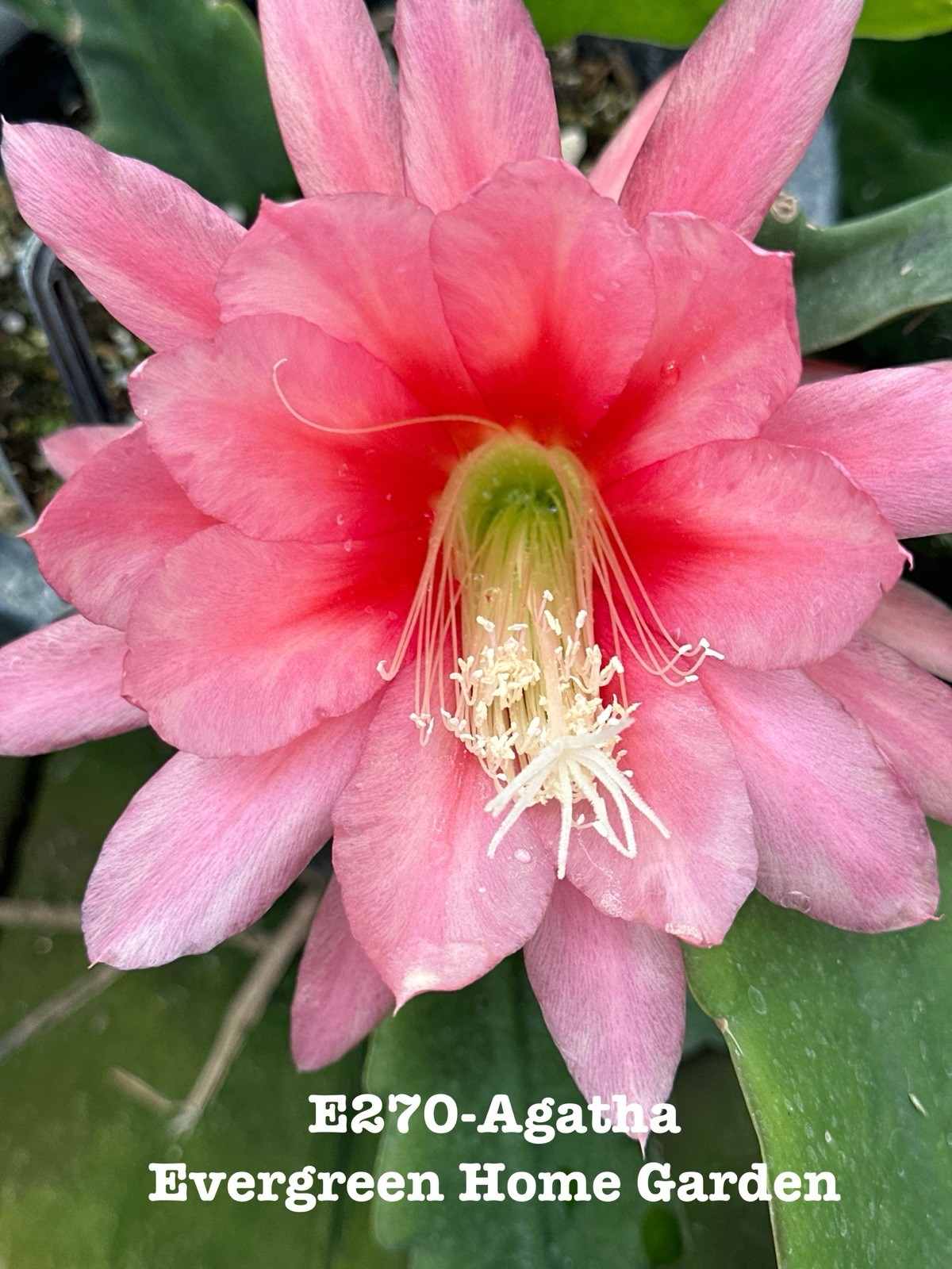 Rooted Epiphyllum Orchid Cactus “Agatha ”Growing In 4” Starter Pot.