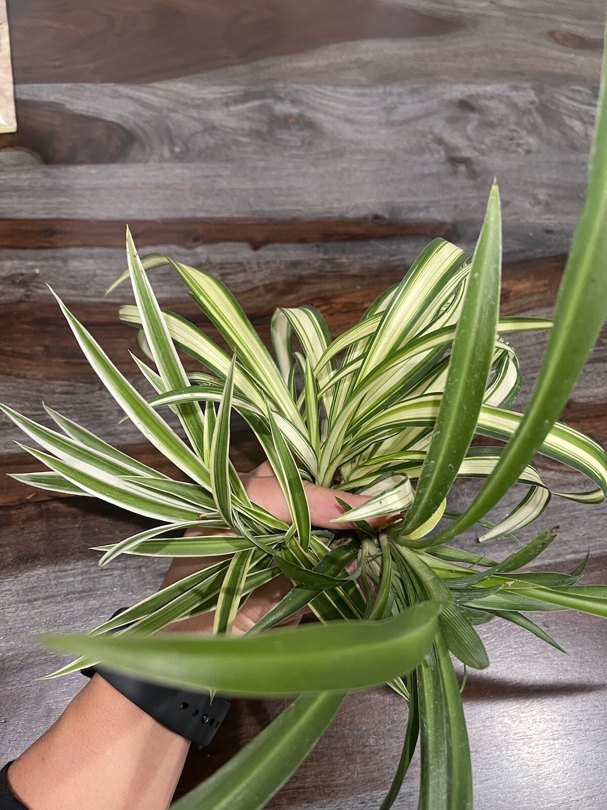 🔥Sale🔥 15 SPIDER PLANTS LIVE-All Solid Green Variety (15🌱’s)