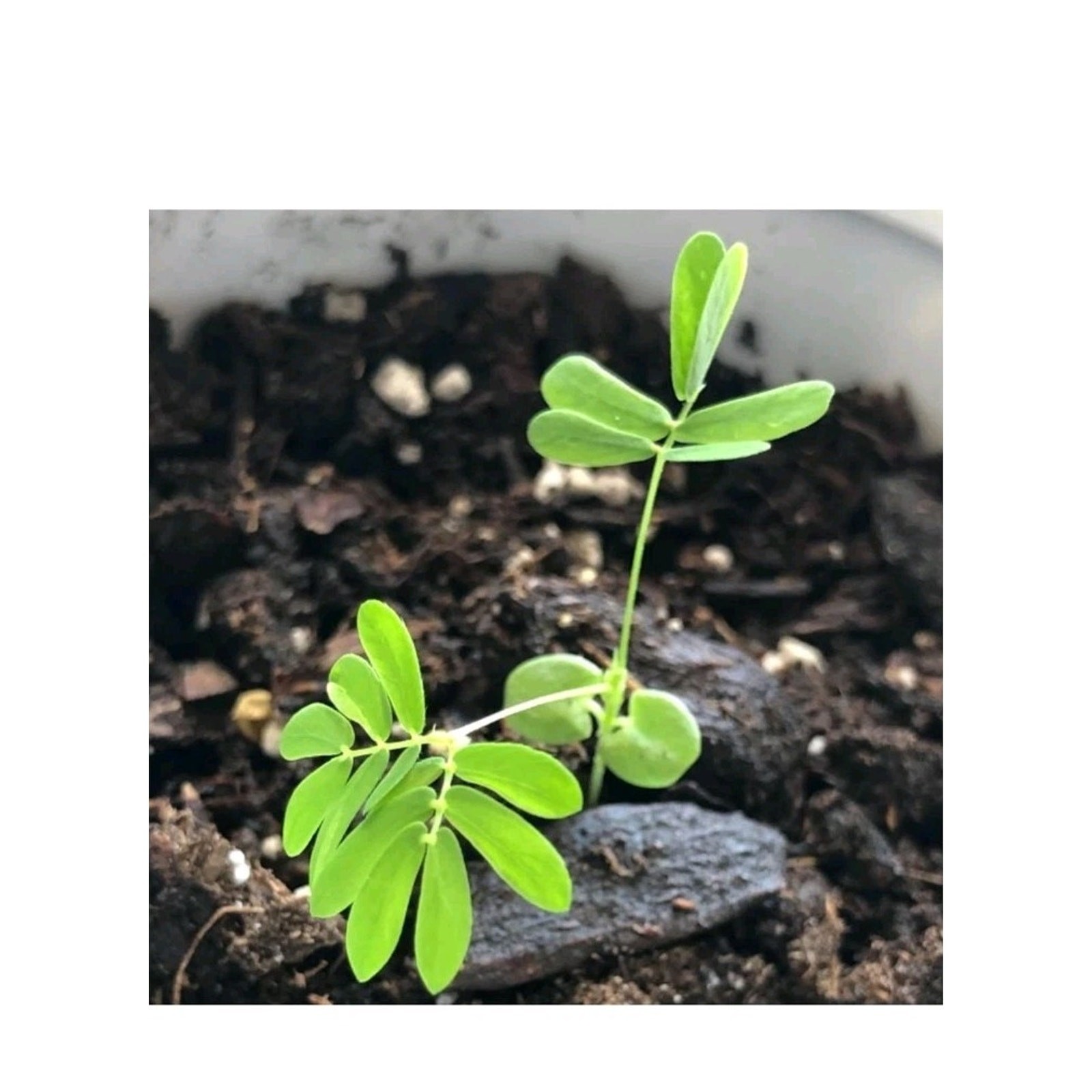 Seed Needs Sensitive Plant Seeds for Planting Mimosa pudica – Heirloom & Open…