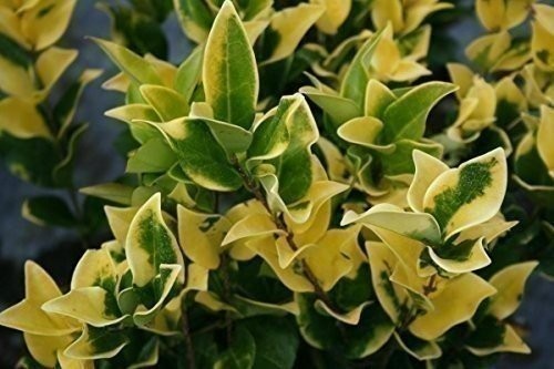Ligustrum Japonicum ‘Howardi’ – 10 Live Plants – Evergreen Privacy Hedge…