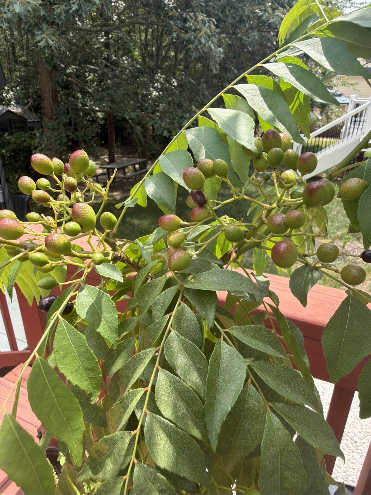 Curry Leaf Seeds (10 Pcs) | Murraya Koenigii | Fresh Kari Patta Seeds | Easy