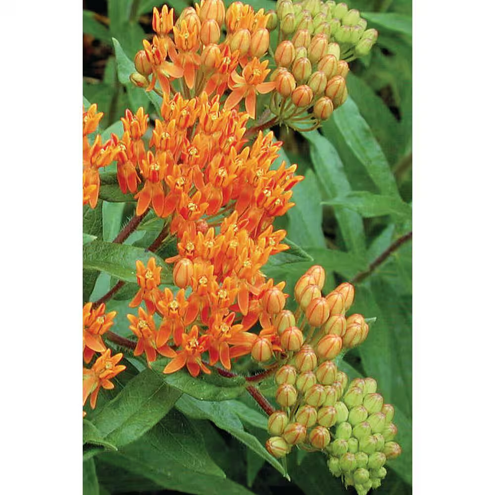 2.5 Qt. Asclepias Butterfly Weed Plant Red Flower in Grower’S Pot (2-Packs)