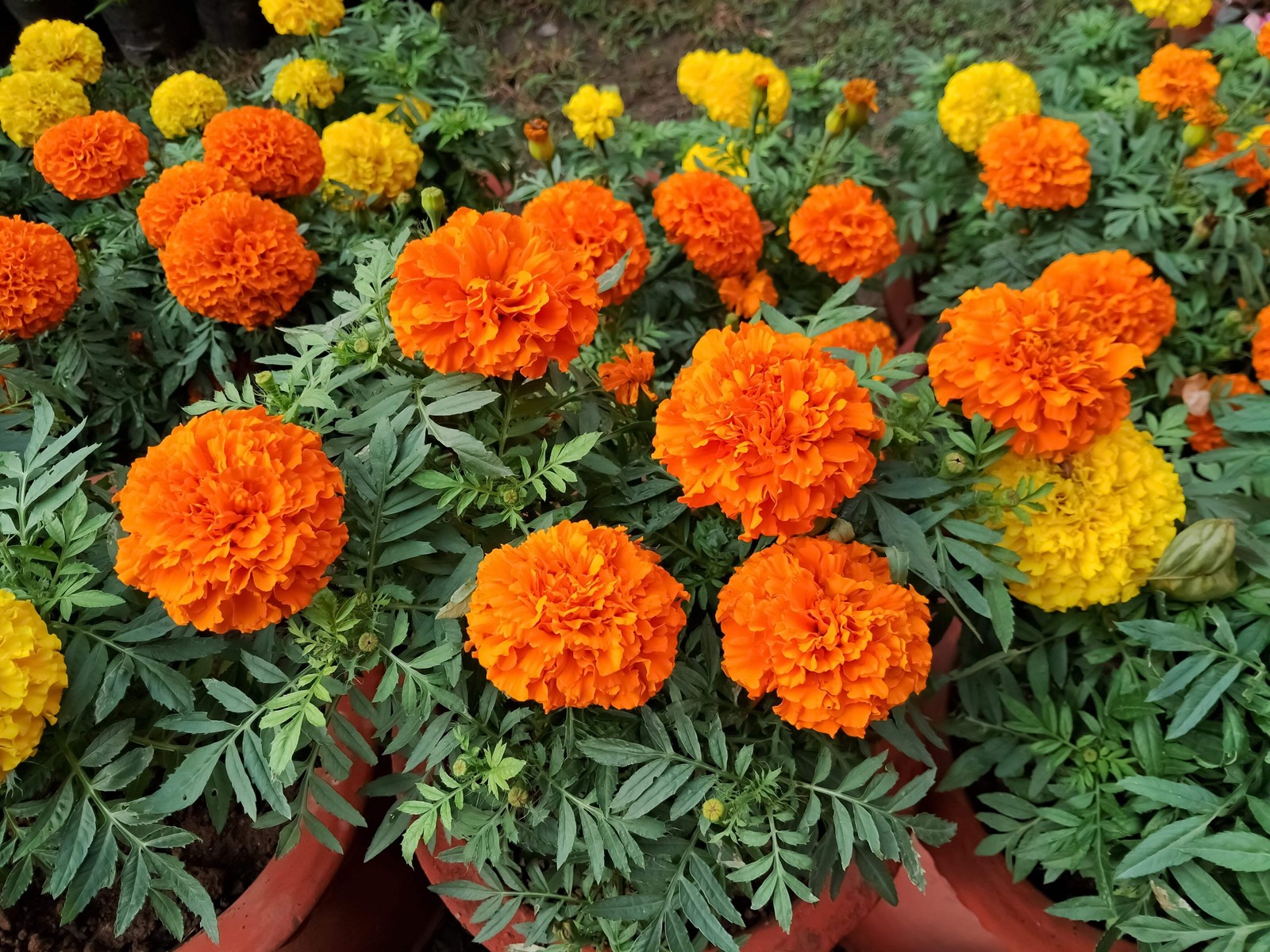 250 AFRICAN MARIGOLD CRACKERJACK Mixed Color Tagetes Erecta Flower Seeds *CombSH