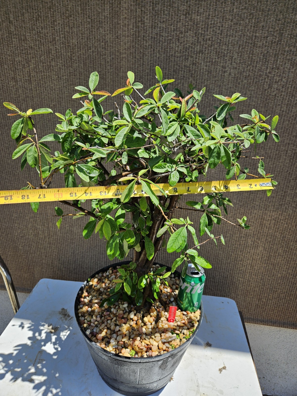 Old Japanese Flowering Quince ( Toyo- Nishiki -Quince ) Bonsai Tree,,, SALE