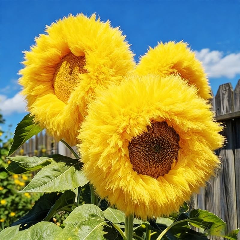 95+ Sunflower Seeds to Plant – Heirloom and Non-GMO Teddy Bear Sunflower…