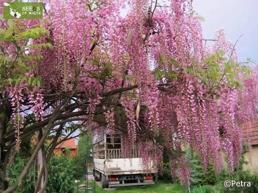 Wisteria floribunda ‘Rosea’ – Soft Pink Cascades with Sweet Spring Fragrance