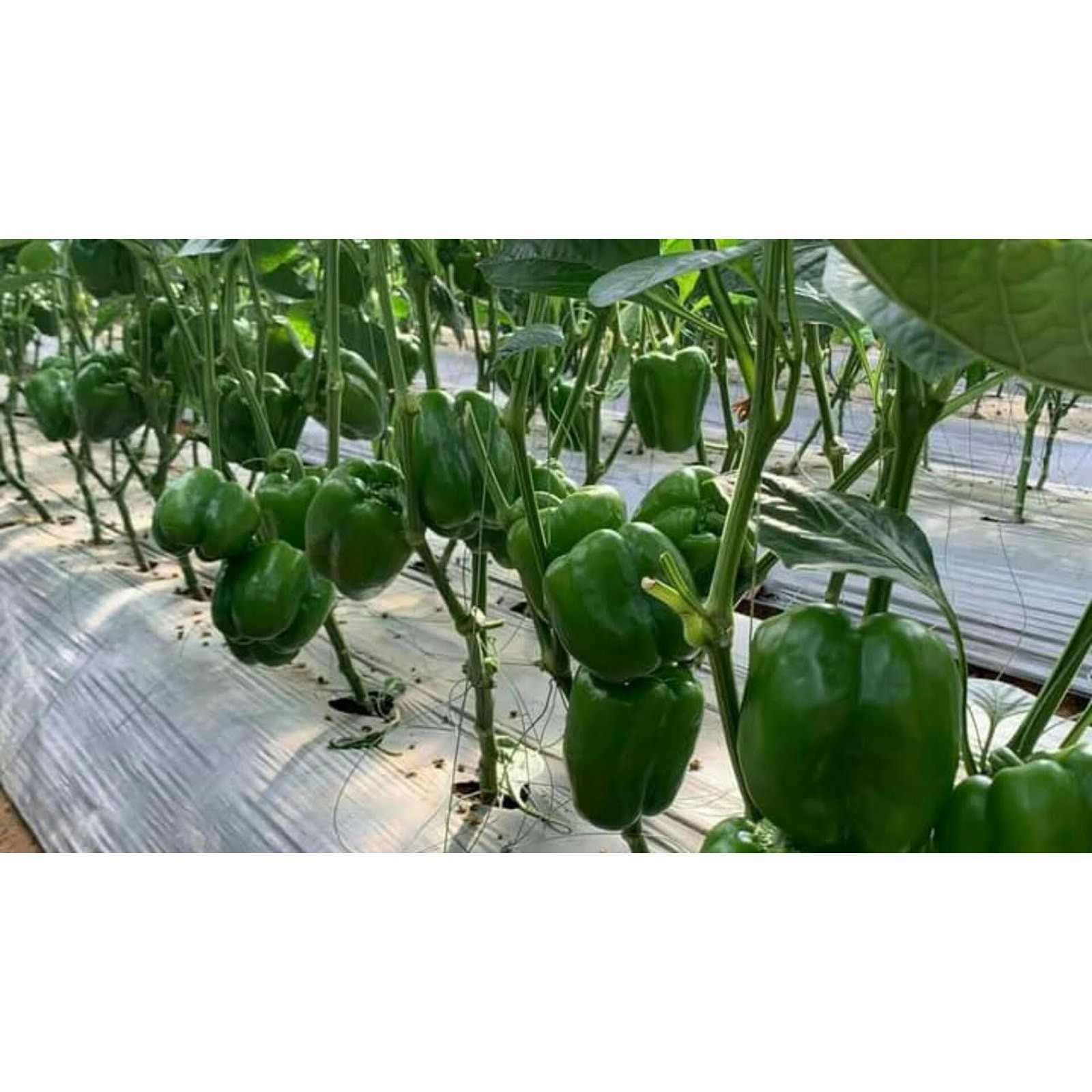 Big Sweet Red Bell Pepper Heirloom Seeds 100, Non GMO, New Crop Good for