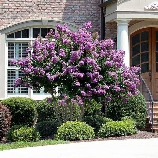 Crape Myrtle Catawba | 3 Gallon | Lagerstroemia indica | Summer Blooms