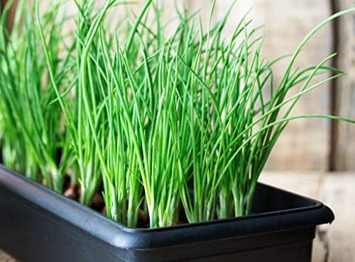 Seeds Bunching Green Onions Scallions 250+ Seeds for Planting Perennial small