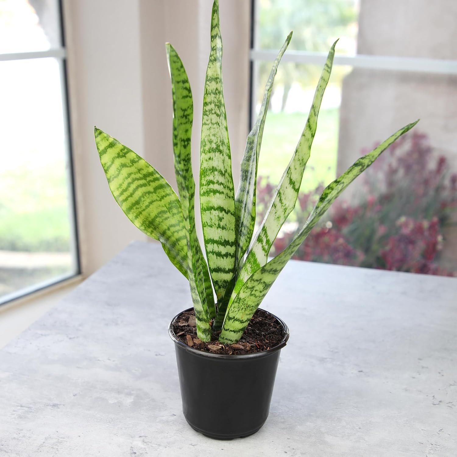 Live Snake Plant, Sansevieria Zeylanica, Indoor House Plant in Pot, Mother in…