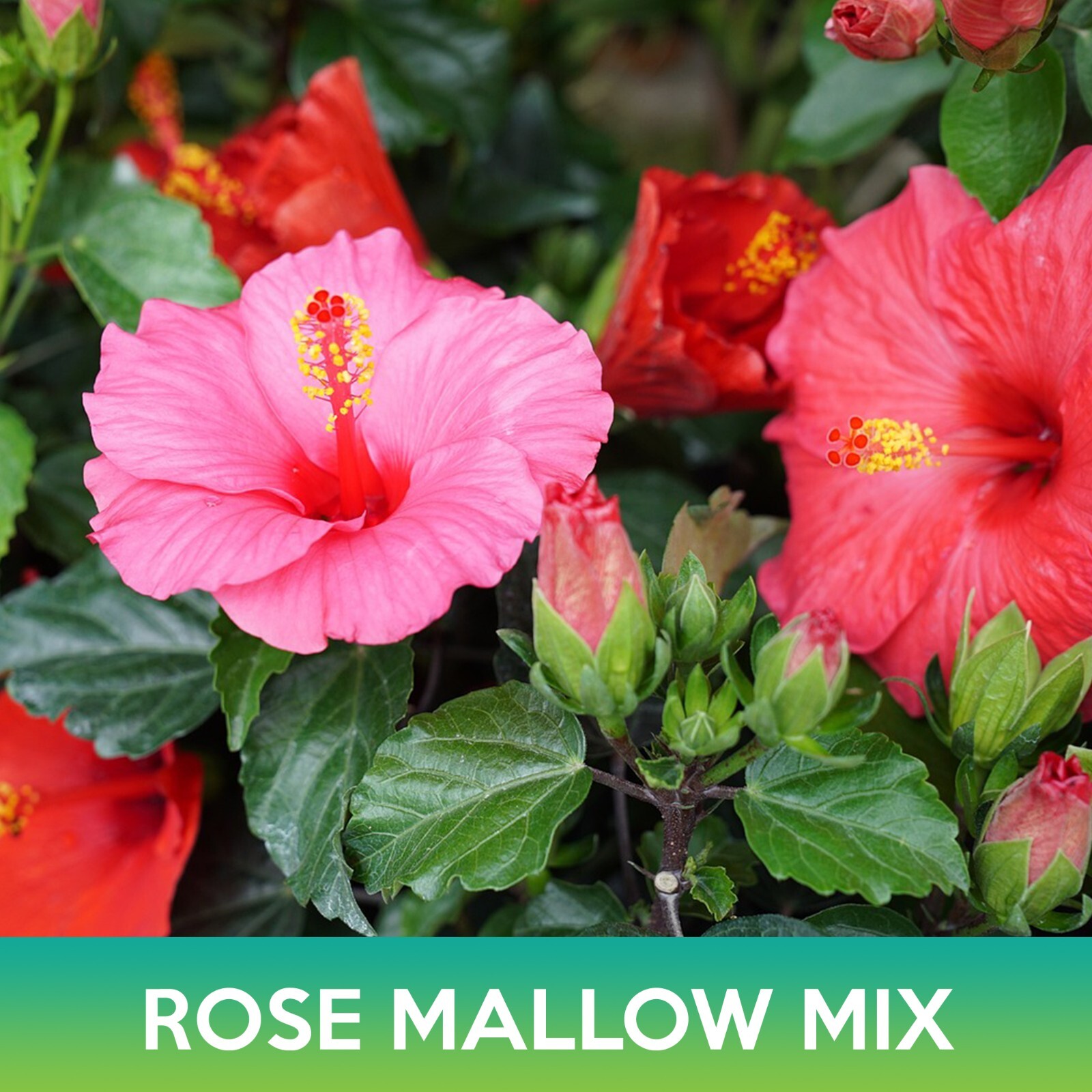 Rose Mallow Mix Seeds, Hibiscus Mix, Hibiscus moscheutos