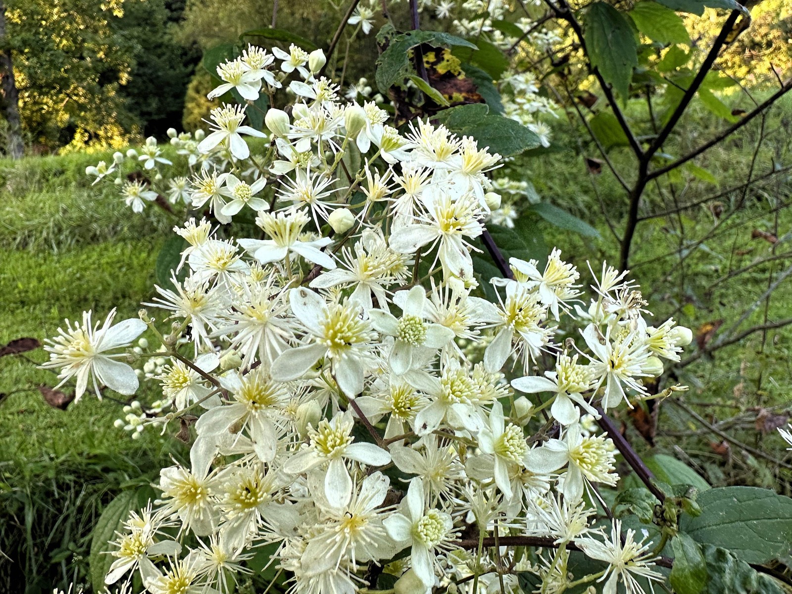 20 WHITE CLEMATIS Virginiana / Virgins Bower Flower Vine Seeds *Flat S/H