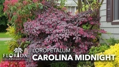 Loropetalum Carolina Midnight | Live Plants | Chinensis Rubrum | Evergreen…