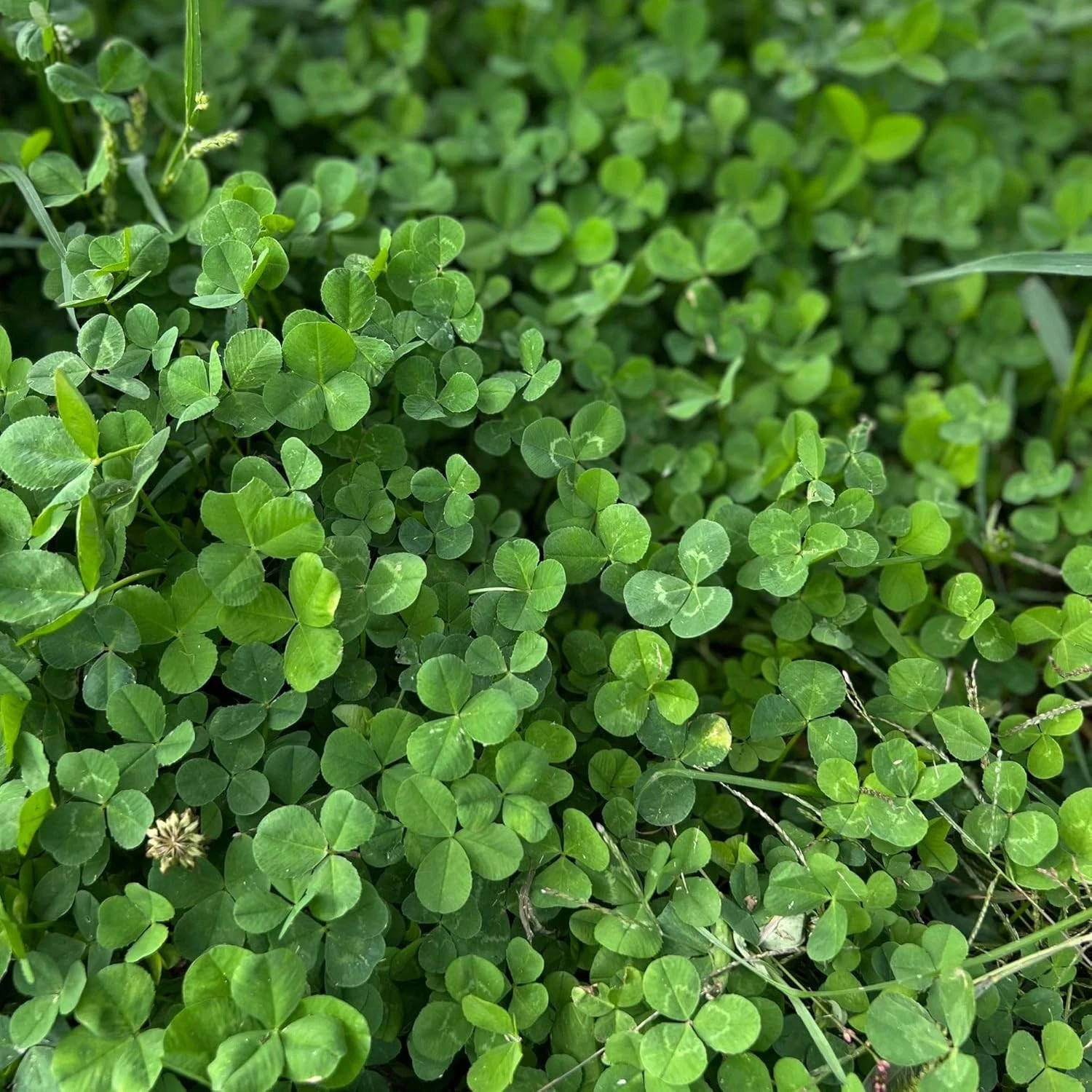 Micro Clover Seed for Lawn – 1 Lb – ~400,000 Microclover Seeds for Planting – Dr