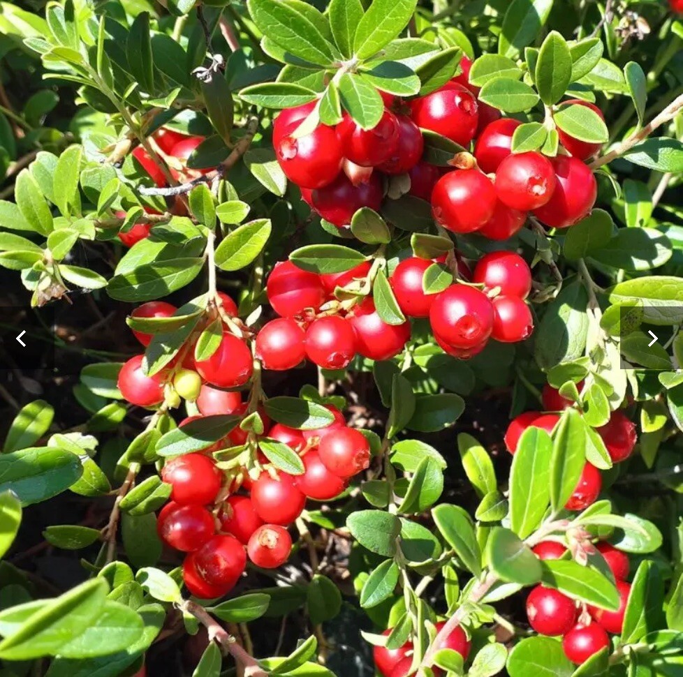 One Erntesegen lingonberry plant, well rooted plant 3-5 inches tall
