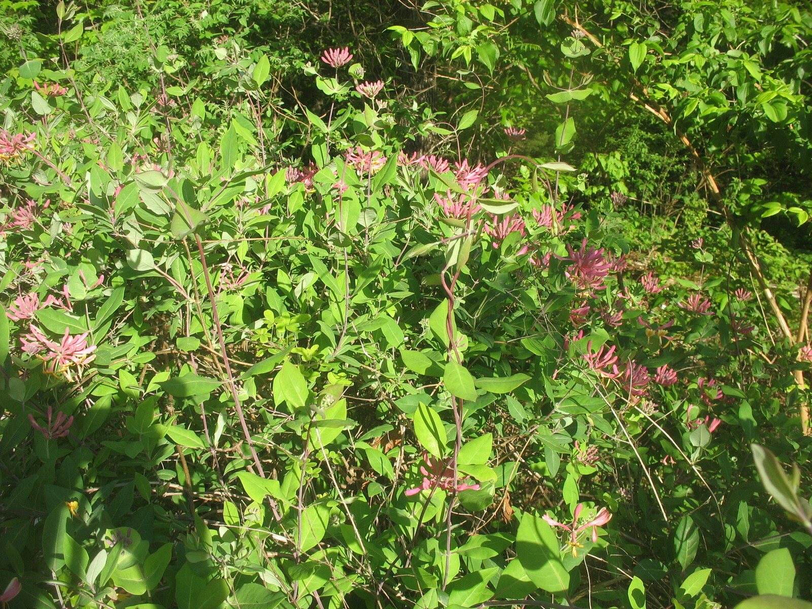 LONICERA – HONEYSUCKLE – APPROX 6-10 INCH – STARTER PLANT